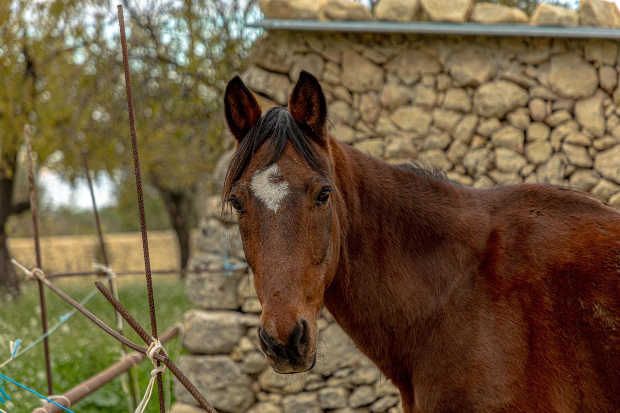 نوتو Masseria Usamborgia المظهر الخارجي الصورة