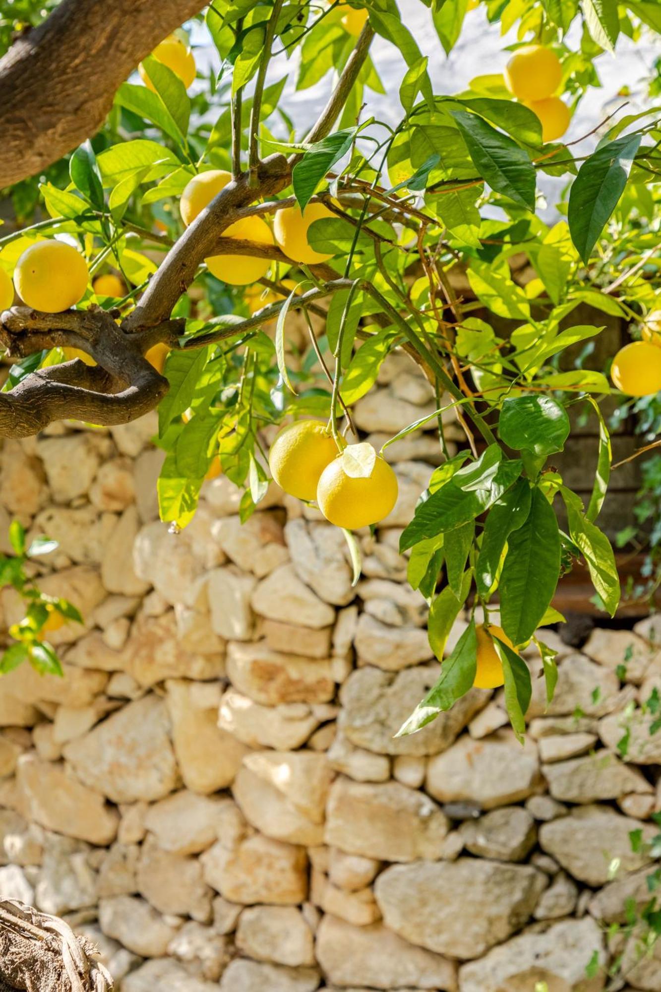 نوتو Masseria Usamborgia المظهر الخارجي الصورة